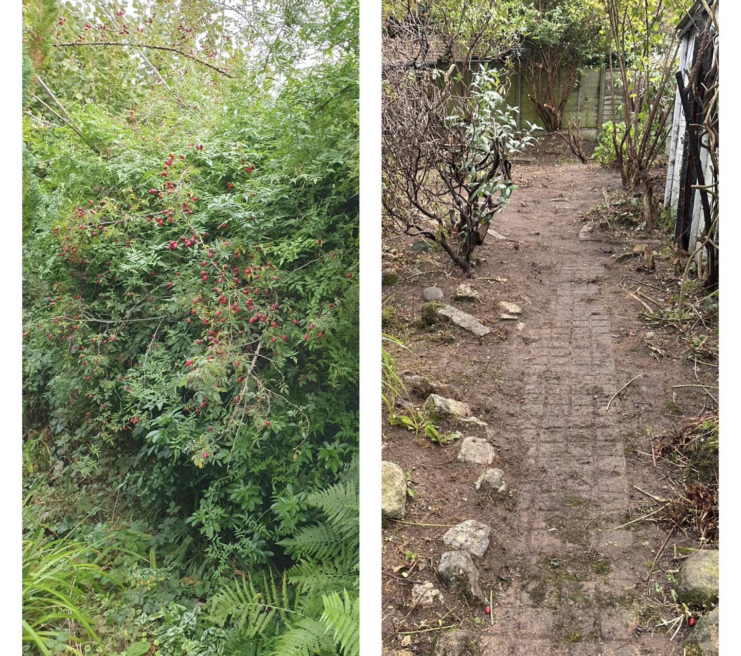 Garden transformation — overgrown hedge trimmed back to a neat shape